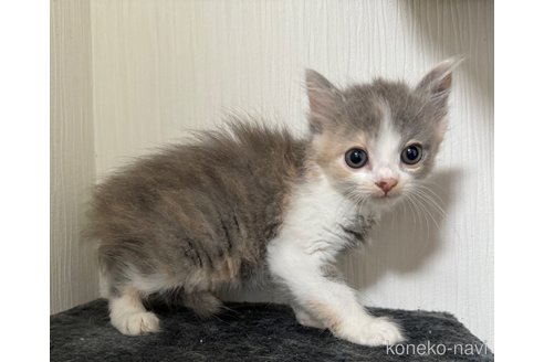 成約済の埼玉県のスコティッシュフォールド-78294の3枚目