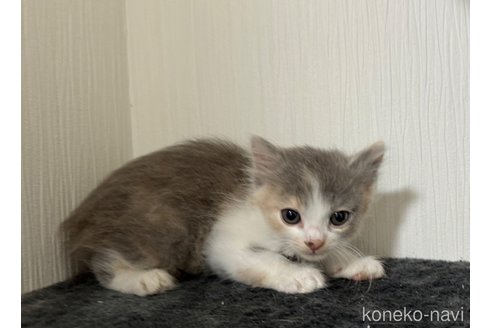 成約済の埼玉県のスコティッシュフォールド-78294の2枚目