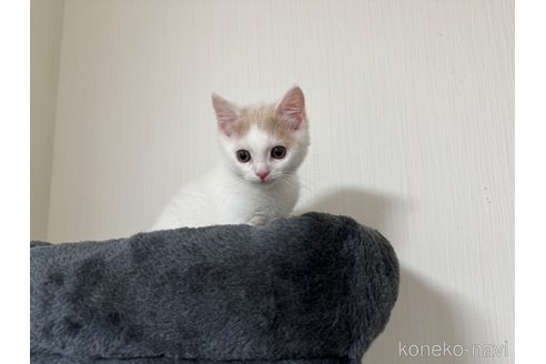 成約済の埼玉県のスコティッシュフォールド-76090の3枚目