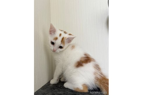 成約済の埼玉県のスコティッシュフォールド-75793の4枚目