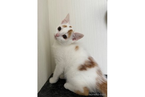 成約済の埼玉県のスコティッシュフォールド-75793の3枚目