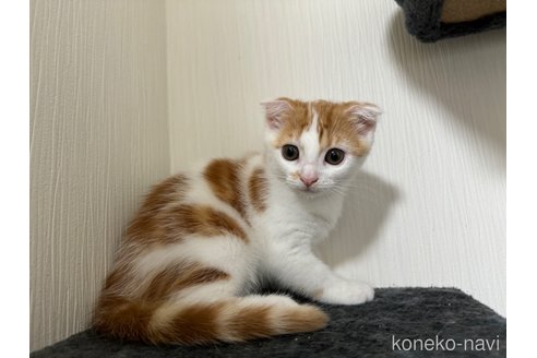 成約済の埼玉県のスコティッシュフォールド(折れ耳)-75791の9枚目
