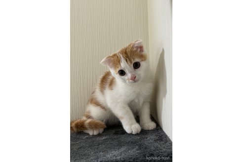 成約済の埼玉県のスコティッシュフォールド(折れ耳)-75791の6枚目