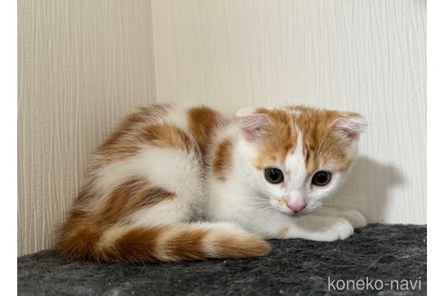 成約済の埼玉県のスコティッシュフォールド(折れ耳)-75791の5枚目