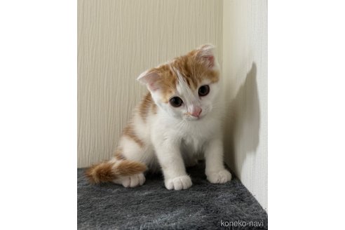 成約済の埼玉県のスコティッシュフォールド(折れ耳)-75791の4枚目