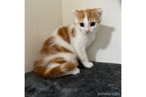 成約済の埼玉県のスコティッシュフォールド(折れ耳)-75791の3枚目