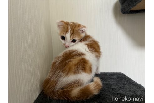 成約済の埼玉県のスコティッシュフォールド(折れ耳)-75791の2枚目