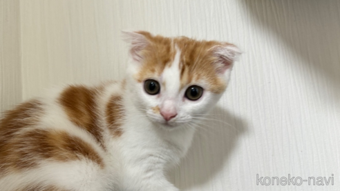 成約済の埼玉県のスコティッシュフォールド(折れ耳)-75791の1枚目
