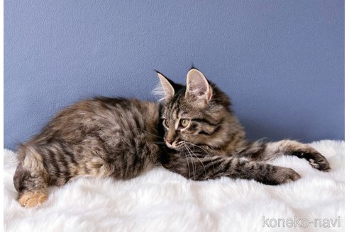 成約済の東京都のメインクーン-81793の3枚目