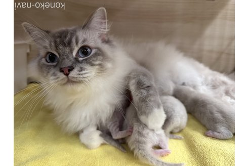 わわ　ちゃん1枚目