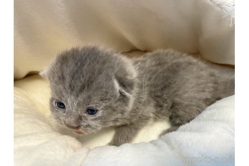 成約済の島根県のブリティッシュショートヘア-84778の3枚目