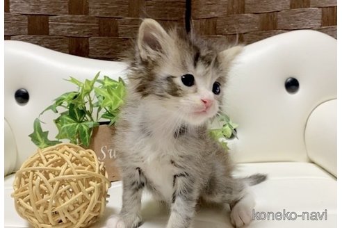 成約済の愛知県のサイベリアン-84780の5枚目