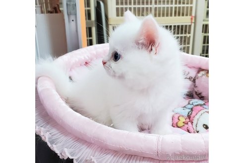 成約済の千葉県のミヌエット-84785の10枚目