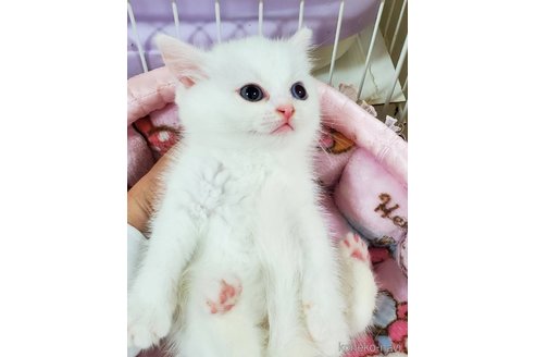 成約済の千葉県のミヌエット-84785の2枚目