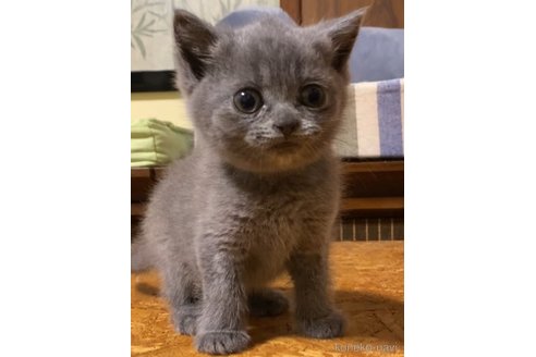 成約済の静岡県のブリティッシュショートヘア-84836の2枚目