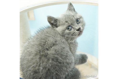 成約済の千葉県のブリティッシュショートヘア-84838