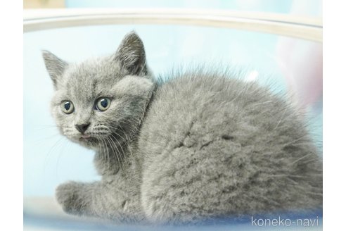 成約済の千葉県のブリティッシュショートヘア-84838の5枚目