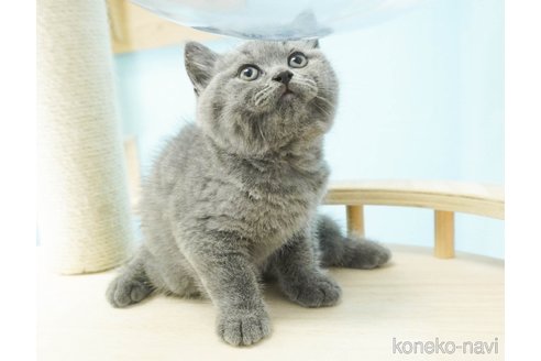 成約済の千葉県のブリティッシュショートヘア-84838の3枚目