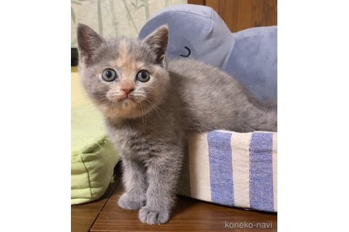 成約済の静岡県のブリティッシュショートヘア-84839の4枚目