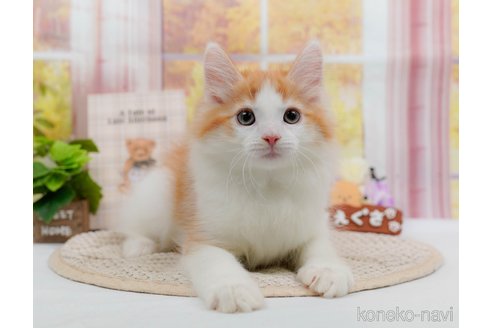 成約済の神奈川県のノルウェージャンフォレストキャット-84846の11枚目