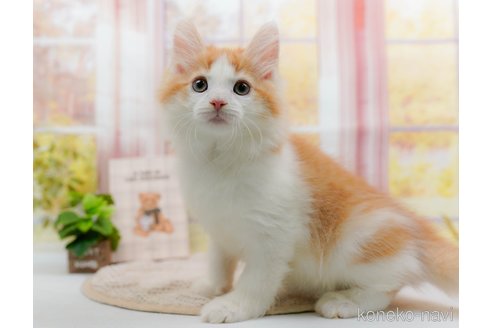 成約済の神奈川県のノルウェージャンフォレストキャット-84846の7枚目
