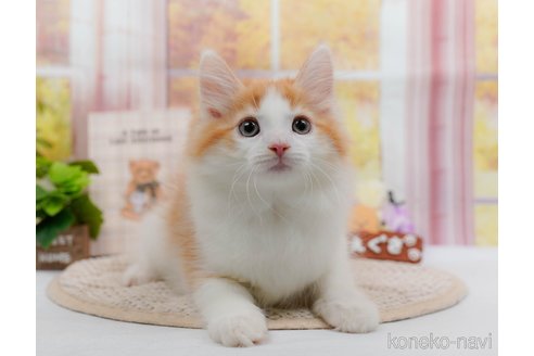 成約済の神奈川県のノルウェージャンフォレストキャット-84846の1枚目