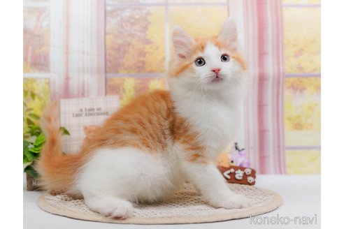 成約済の神奈川県のノルウェージャンフォレストキャット-84846の4枚目