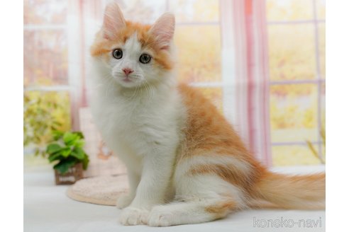 成約済の神奈川県のノルウェージャンフォレストキャット-84846の6枚目