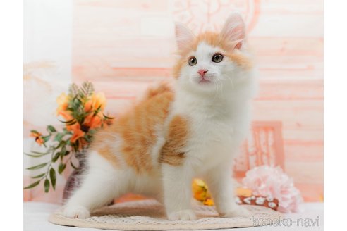 成約済の神奈川県のノルウェージャンフォレストキャット-84850の7枚目