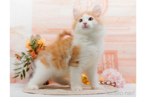 成約済の神奈川県のノルウェージャンフォレストキャット-84850の8枚目