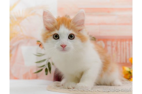 成約済の神奈川県のノルウェージャンフォレストキャット-84850の5枚目