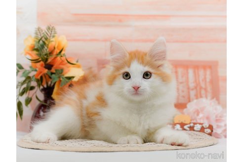 成約済の神奈川県のノルウェージャンフォレストキャット-84850の3枚目
