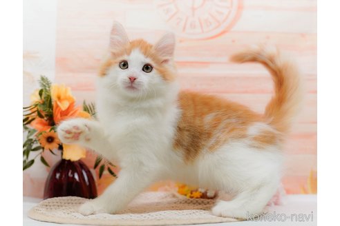成約済の神奈川県のノルウェージャンフォレストキャット-84850の1枚目