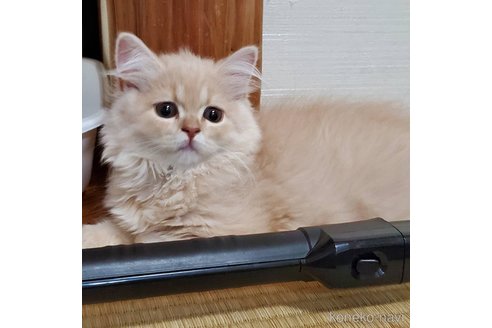 成約済の愛知県のスコティッシュフォールド-78078の2枚目