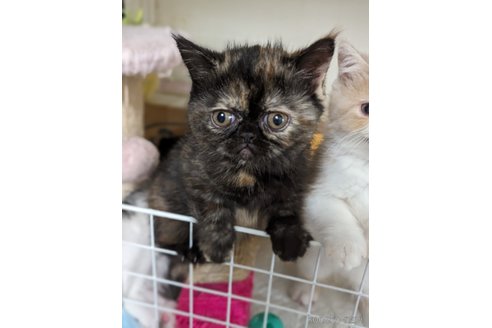 成約済の愛知県のエキゾチックショートヘア-82765の2枚目
