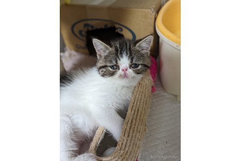 成約済の愛知県のエキゾチックショートヘア-82766の2枚目