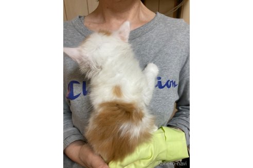 成約済の福岡県のノルウェージャンフォレストキャット-84933の6枚目