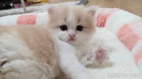 成約済の愛知県のミヌエット-84942の4枚目