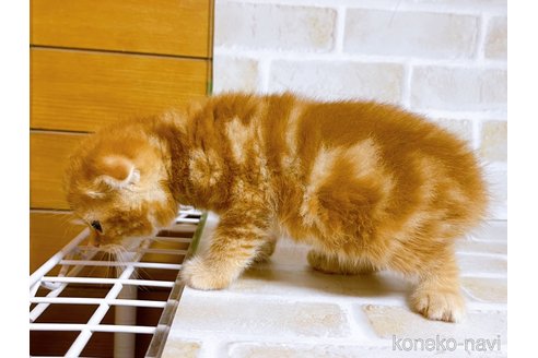 成約済の東京都のスコティッシュフォールド(折れ耳)-84949の5枚目