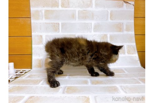 成約済の東京都のエキゾチックショートヘア-84951の7枚目
