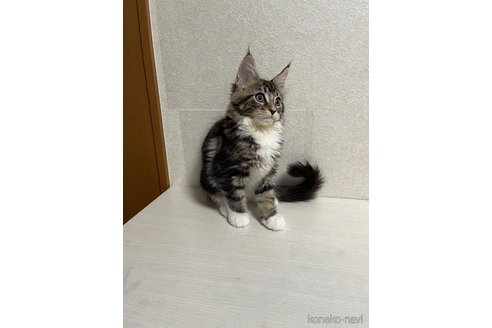 成約済の東京都のメインクーン-84959の3枚目