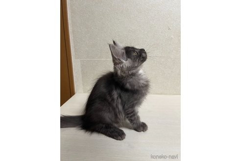 成約済の東京都のメインクーン-84960の4枚目