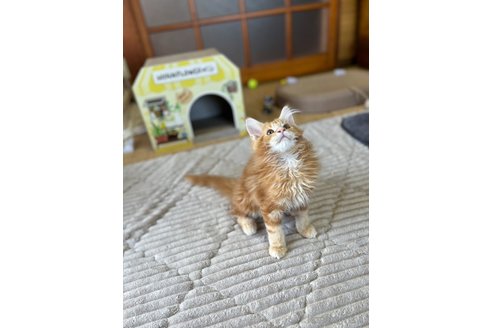 成約済の茨城県のメインクーン-81343の4枚目