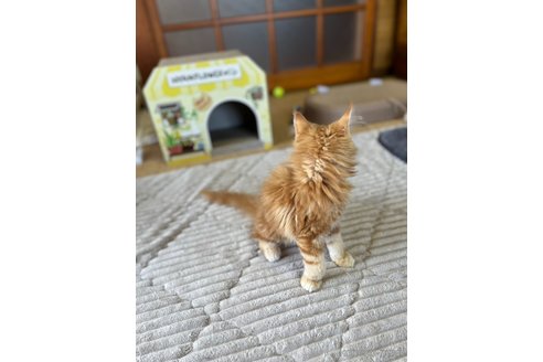 成約済の茨城県のメインクーン-81343の5枚目