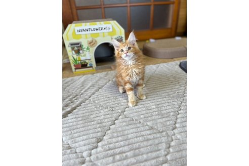 成約済の茨城県のメインクーン-81343の2枚目