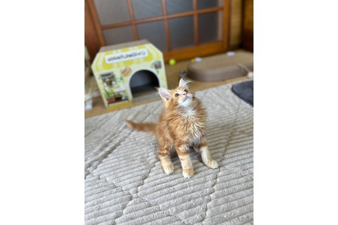 成約済の茨城県のメインクーン-81343の3枚目