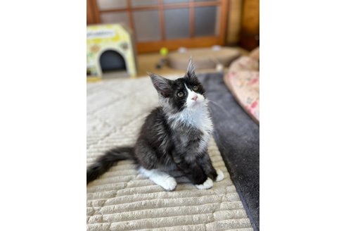 成約済の茨城県のメインクーン-81344の2枚目