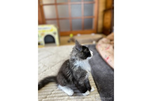 成約済の茨城県のメインクーン-81344の3枚目