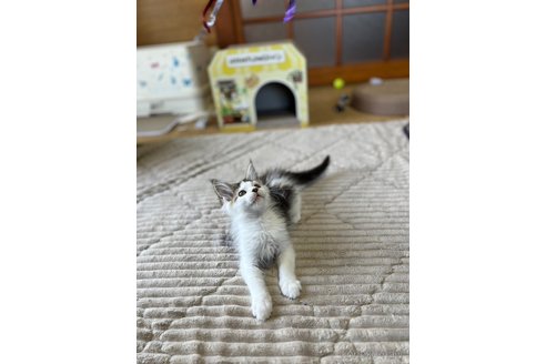 成約済の茨城県のメインクーン-81352の4枚目