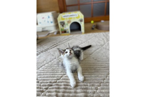成約済の茨城県のメインクーン-81352の3枚目